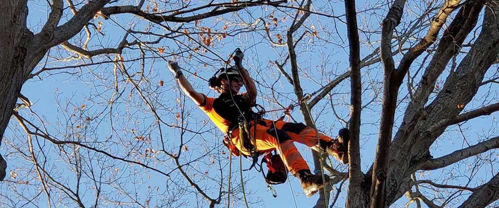 Why Hiring An Emergency Tree Service Provider In Oregon City Is Crucial For Grass Seed Success?