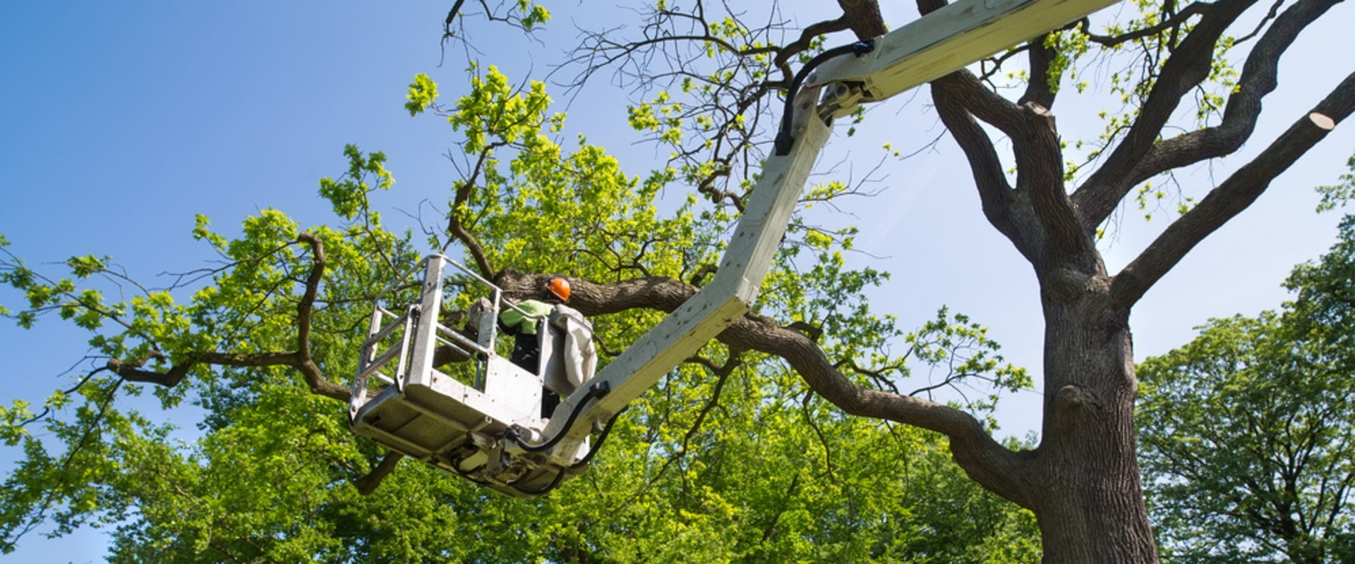 Why Choose Professional Tree Trimming Services For Superior Grass Seed Results