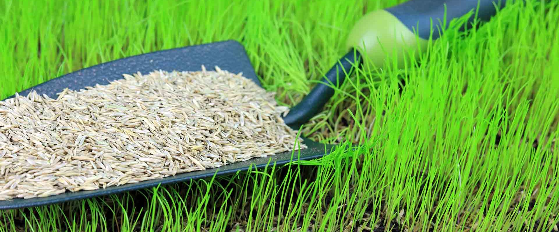 Preparing Your Lawn For Grass Seed: Expert Lawn Care Services In Damascus, OR