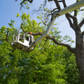 Why Choose Professional Tree Trimming Services For Superior Grass Seed Results