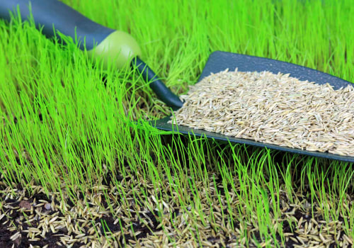 Preparing Your Lawn For Grass Seed: Expert Lawn Care Services In Damascus, OR